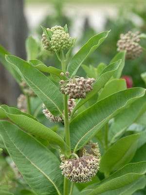 Attached picture milkweed 2.jpg